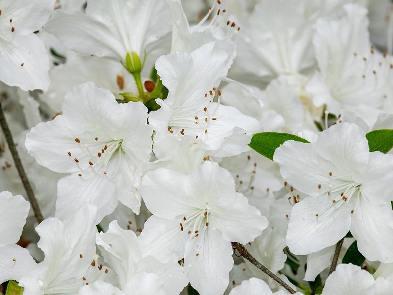 OGRODOWNIA_RHODODENDRON