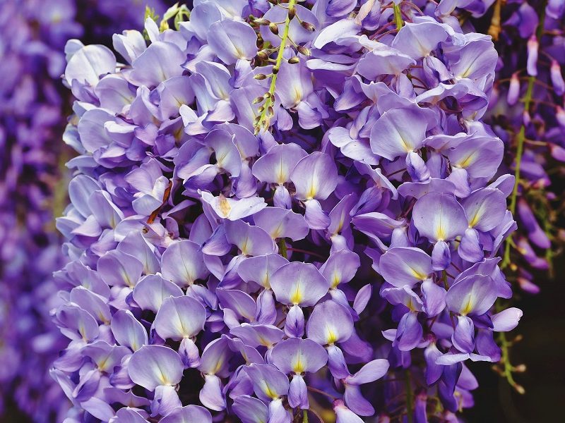 OGRODOWNIA_WISTERIA_1